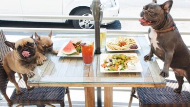 Dog Owners and Pets Bond Over a Shared Meal at Trendy Culinary Café