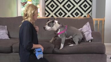 Dog Training Secrets-Jumping on Furniture