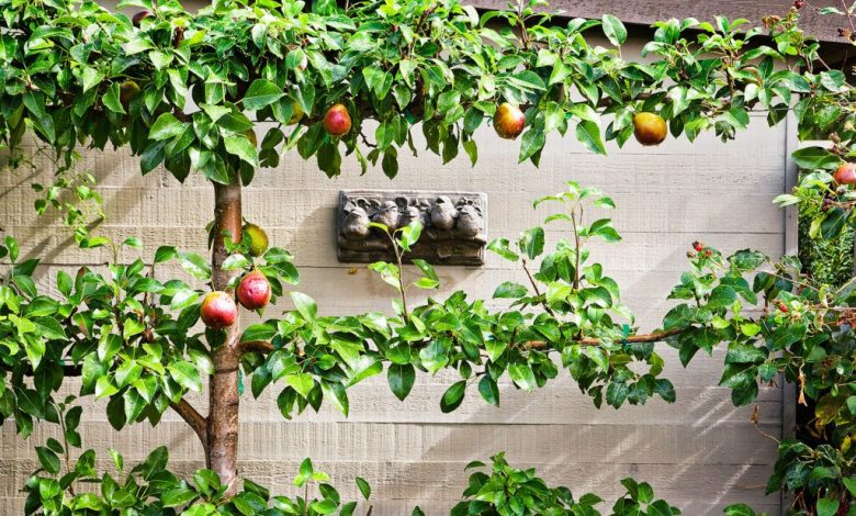 Maximising Yields with Espalier