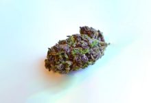 Red Lebanese Hash in Canada: Smooth, Flavorful, and Potent