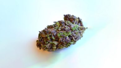 Red Lebanese Hash in Canada: Smooth, Flavorful, and Potent